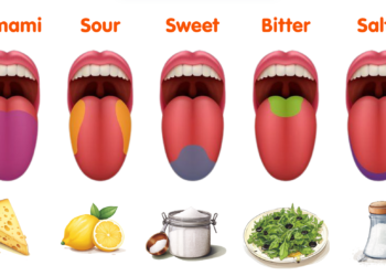 Umami and Flavour Balancing: The Fifth Taste