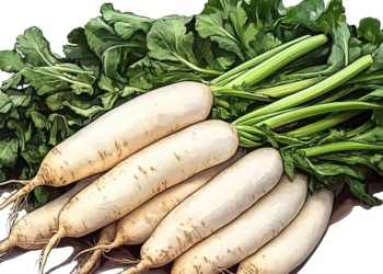 Mooli: The Humble Daikon with a Bold Personality