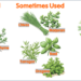 Herb use in Spanish Cooking